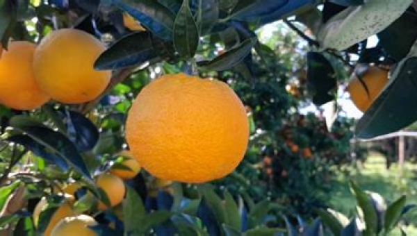 L'Arancio Biondo di Fondi: Un'Eccellenza Pontina tra le Specialità Gastronomiche del Lazio
